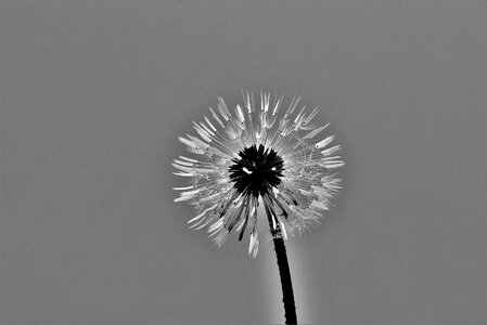 S w closeup blossom
