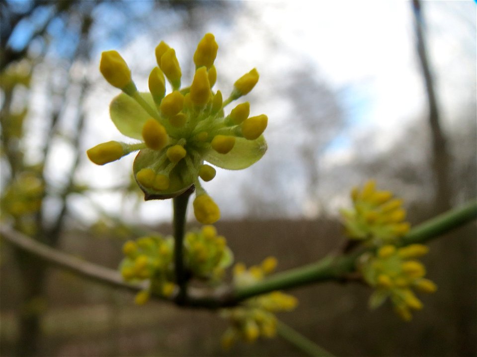 Kornelkirsche (Cornus mas) in Saarbrücken