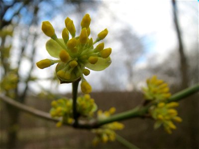 Kornelkirsche (Cornus mas) in Saarbrücken