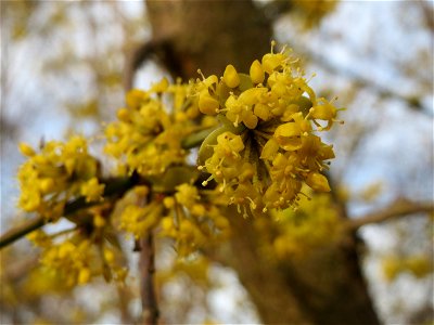 Blühende Kornelkirsche (Cornus mas) im Landesgartenschaupark in Hockenheim