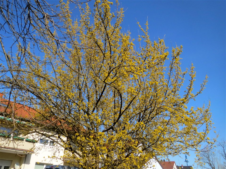 Blühende Kornelkirsche (Cornus mas) in Hockenheim