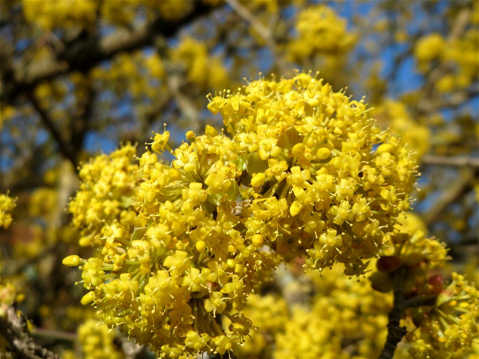 Kornelkirsche (Cornus mas) in Hockenheim