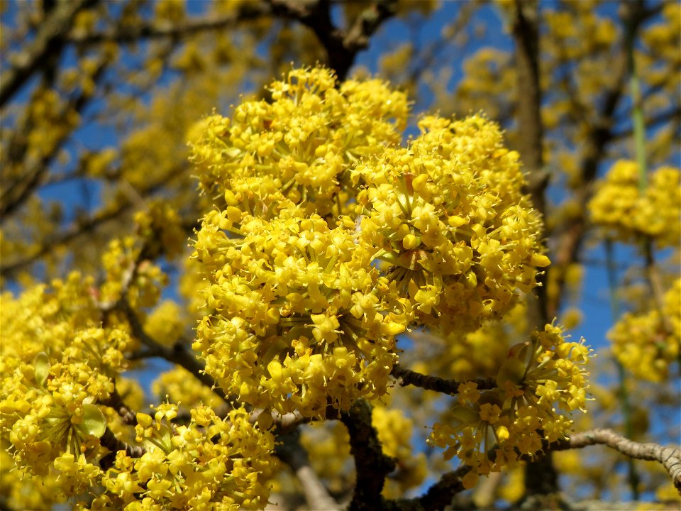 Kornelkirsche (Cornus mas) in Hockenheim