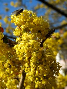Kornelkirsche (Cornus mas) in Hockenheim