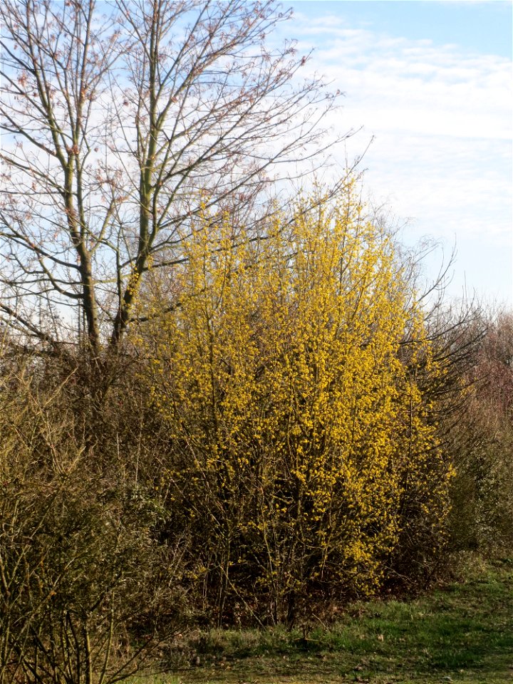 Kornelkirsche (Cornus mas) in Hockenheim
