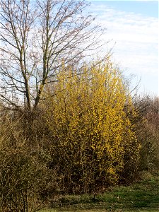 Kornelkirsche (Cornus mas) in Hockenheim