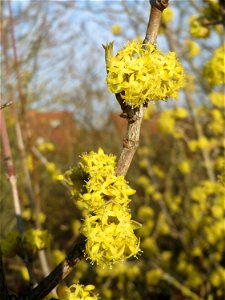 Kornelkirsche (Cornus mas) in Hockenheim