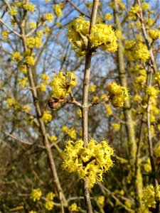 Kornelkirsche (Cornus mas) in Hockenheim