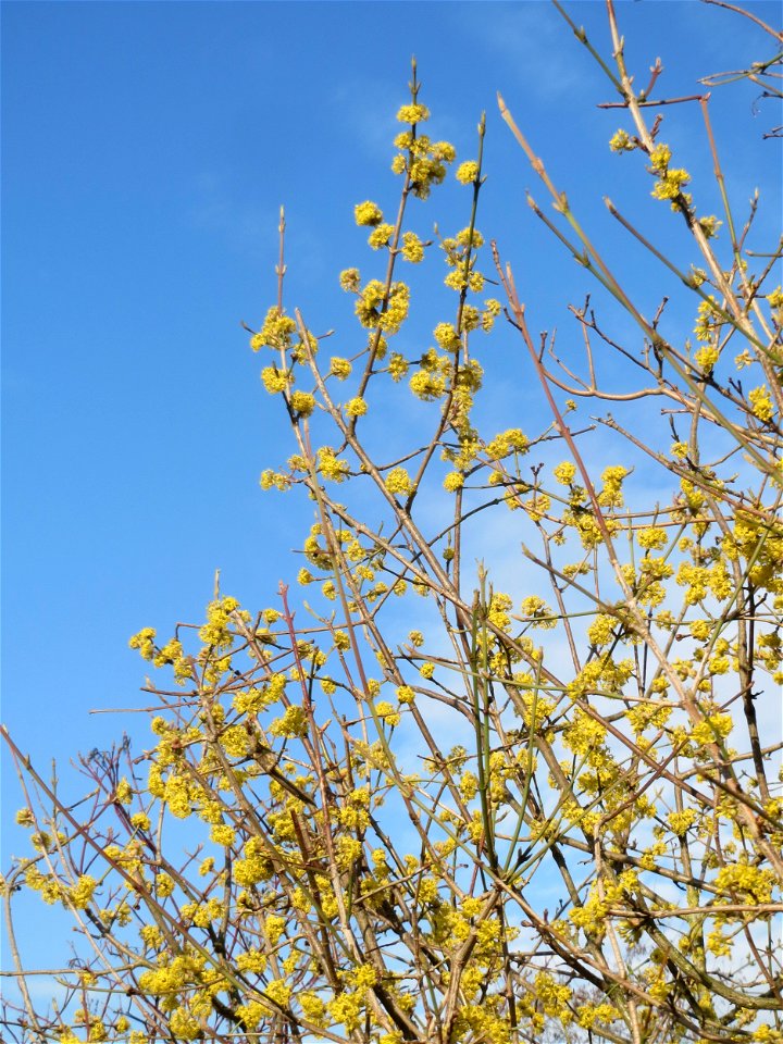 Kornelkirsche (Cornus mas) in Hockenheim