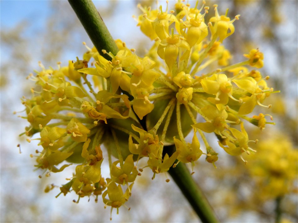 Blühende Kornelkirsche (Cornus mas) im Landesgartenschaupark in Hockenheim