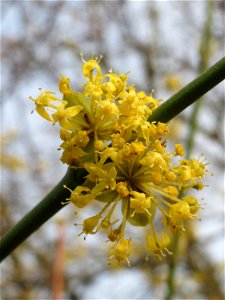 Blühende Kornelkirsche (Cornus mas) im Landesgartenschaupark in Hockenheim