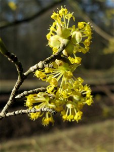 Blühende Kornelkirsche (Cornus mas) im Schwetzinger Hardt