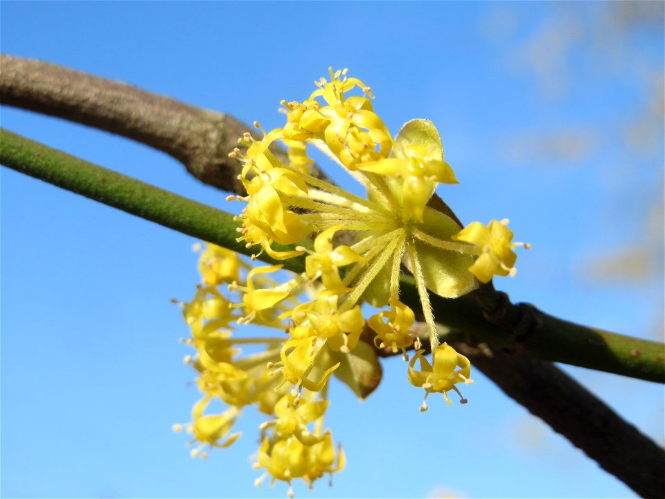 Blühende Kornelkirsche (Cornus mas) im Schwetzinger Hardt