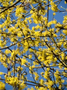 Blühende Kornelkirsche (Cornus mas) im Schwetzinger Hardt
