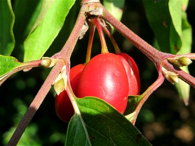 Reife Frucht der Kornelkirsche (Cornus mas) in Hockenheim - eignet sich gut zur Herstellung von Marmeladen