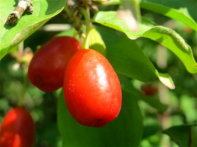 Reife Frucht der Kornelkirsche (Cornus mas) in Hockenheim - eignet sich gut zur Herstellung von Marmeladen
