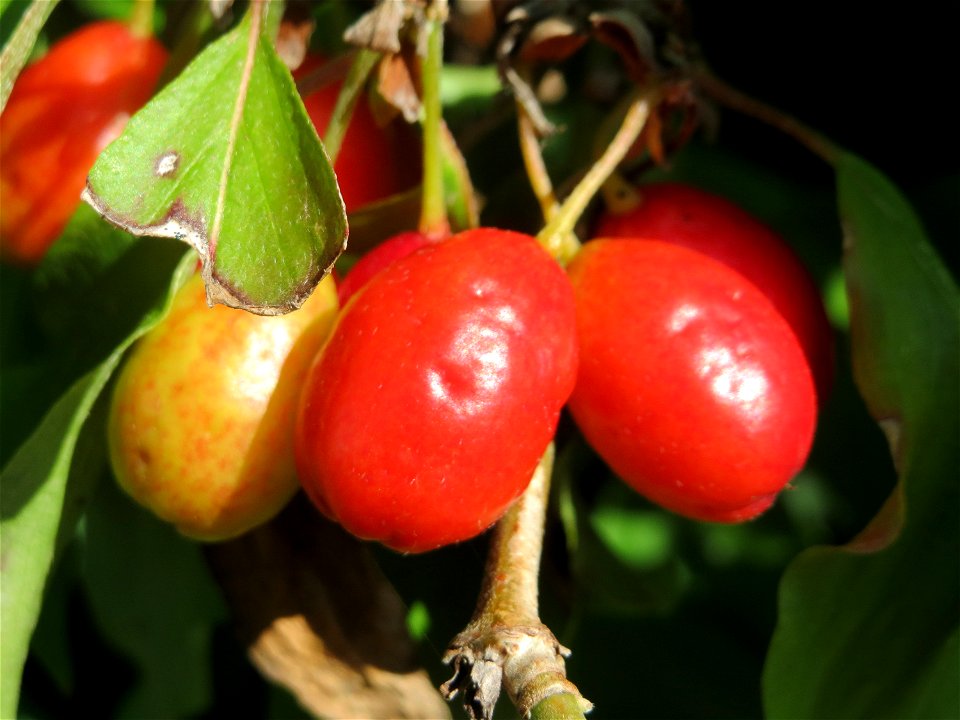 Reife Frucht der Kornelkirsche (Cornus mas) in Hockenheim - eignet sich gut zur Herstellung von Marmeladen
