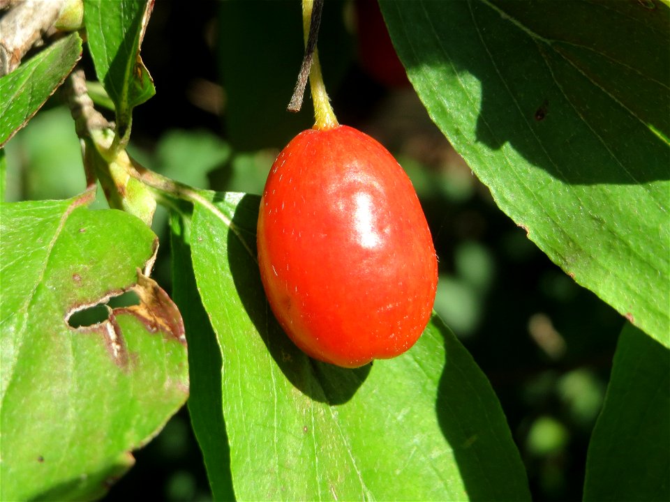 Reife Frucht der Kornelkirsche (Cornus mas) in Hockenheim - eignet sich gut zur Herstellung von Marmeladen