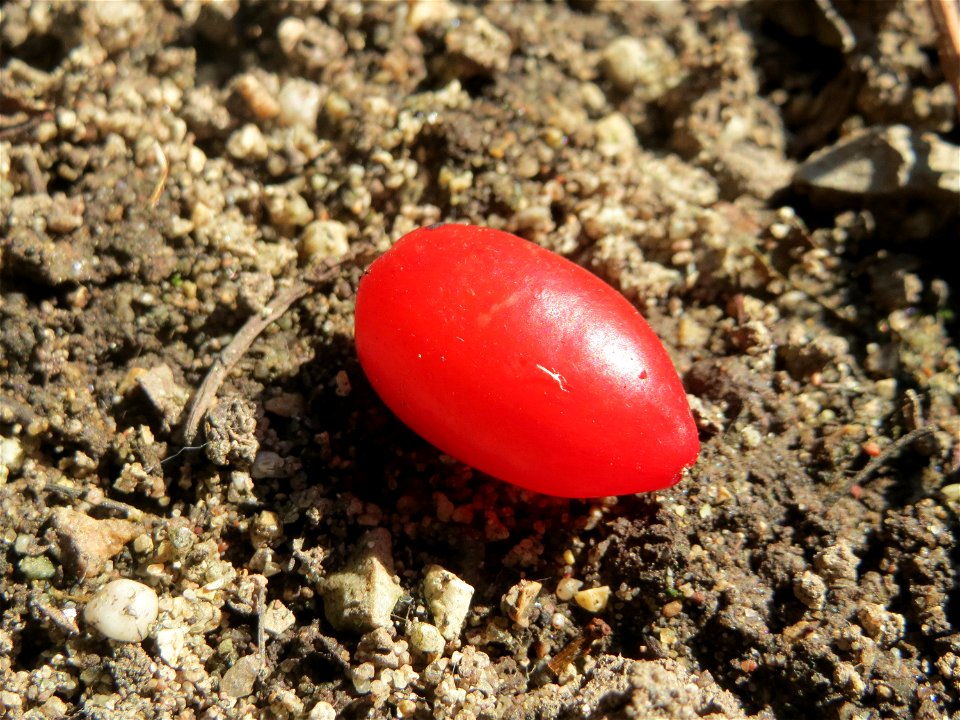 Reife Frucht der Kornelkirsche (Cornus mas) in Hockenheim - eignet sich gut zur Herstellung von Marmeladen