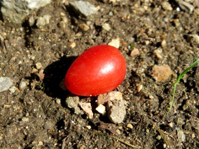 Reife Frucht der Kornelkirsche (Cornus mas) in Hockenheim - eignet sich gut zur Herstellung von Marmeladen