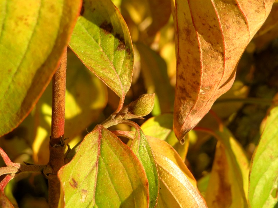 Kornelkirsche (Cornus mas) in Hockenheim
