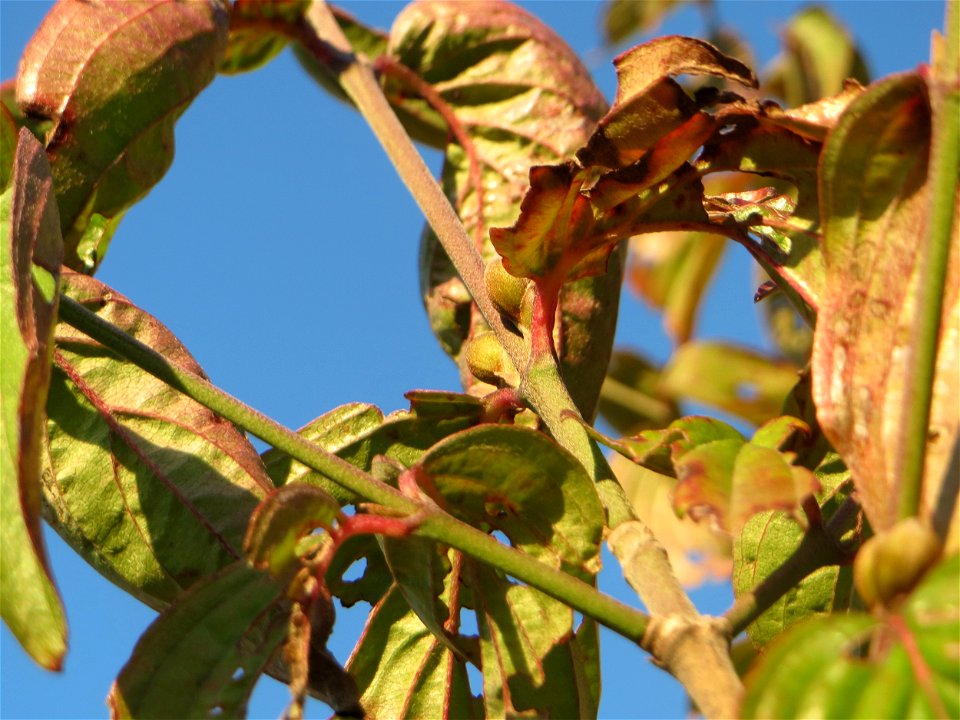 Kornelkirsche (Cornus mas) in Hockenheim