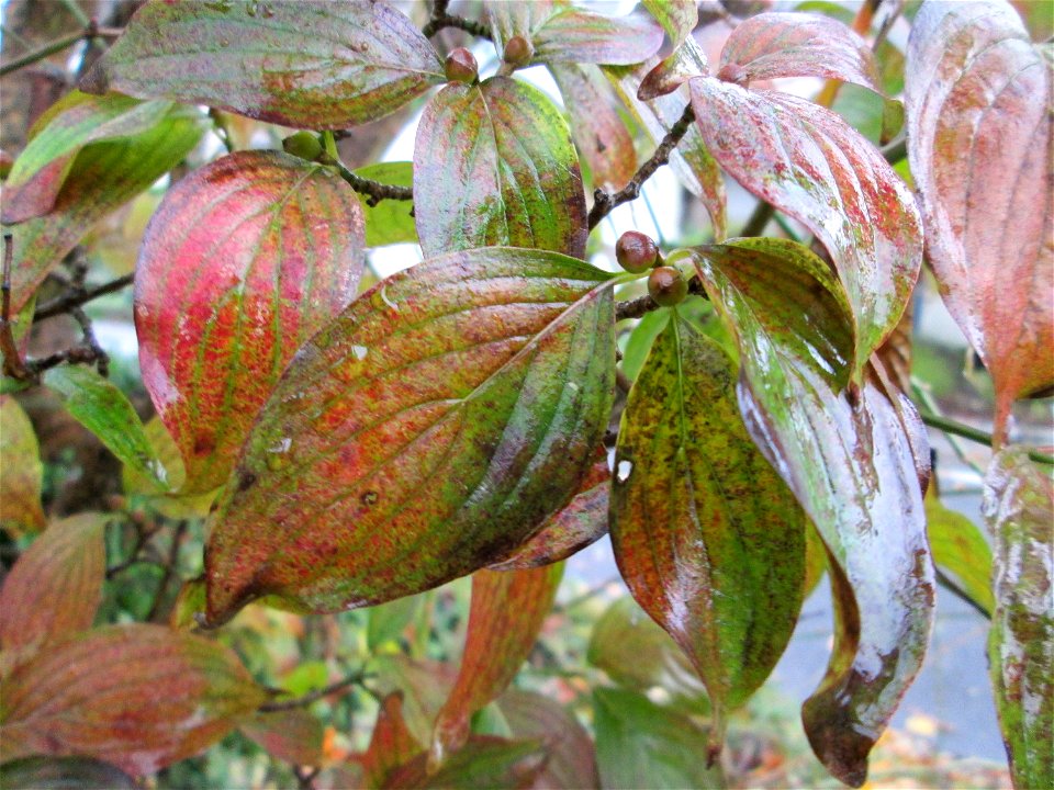 Kornelkirsche (Cornus mas) in der Berlinallee in Hockenheim