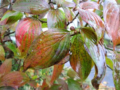 Kornelkirsche (Cornus mas) in der Berlinallee in Hockenheim