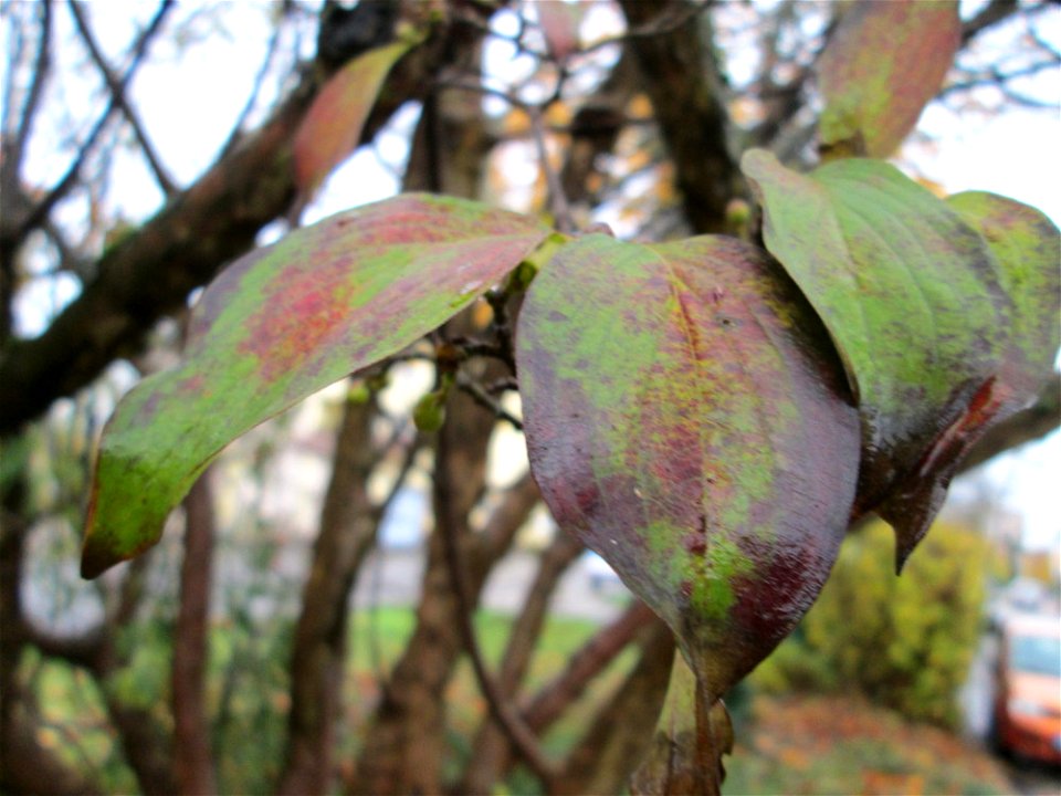 Kornelkirsche (Cornus mas) in der Berlinallee in Hockenheim
