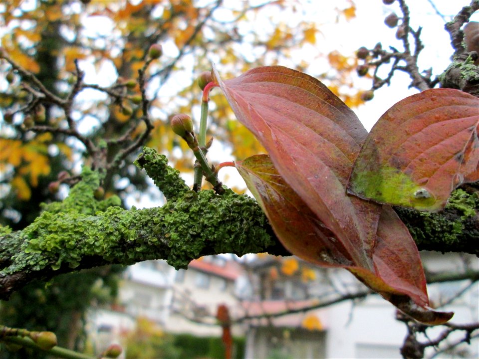 Kornelkirsche (Cornus mas) in der Berlinallee in Hockenheim