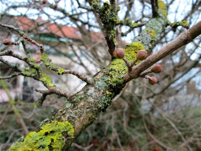 Winterknospen der Kornelkirsche (Cornus mas) in der Berlinallee in Hockenheim