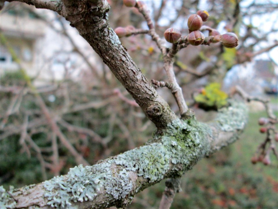 Winterknospen der Kornelkirsche (Cornus mas) in der Berlinallee in Hockenheim