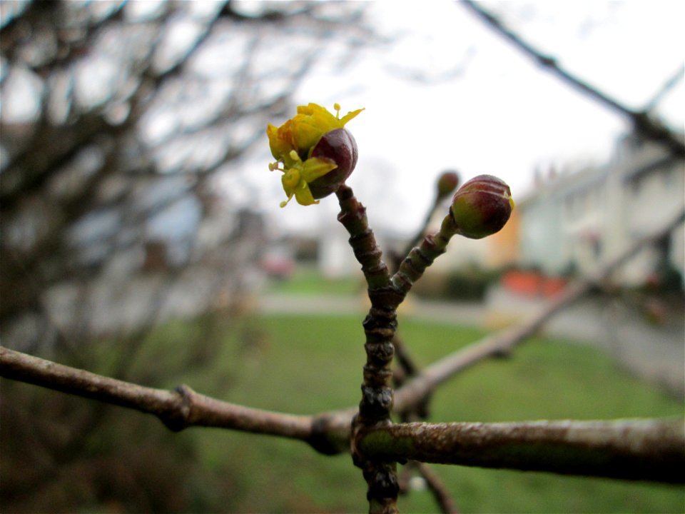 Aufspringende Winterknospen der Kornelkirsche (Cornus mas) an der Berlinallee in Hockenheim