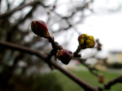Aufspringende Winterknospen der Kornelkirsche (Cornus mas) an der Berlinallee in Hockenheim