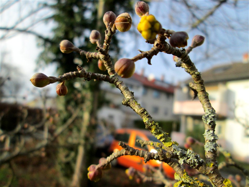 Aufspringende Winterknospen der Kornelkirsche (Cornus mas) an der Berlinallee in Hockenheim