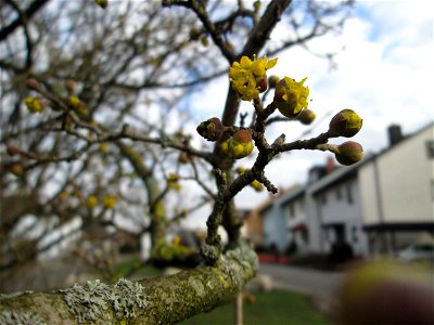 Aufspringende Winterknospen der Kornelkirsche (Cornus mas) an der Berlinallee in Hockenheim