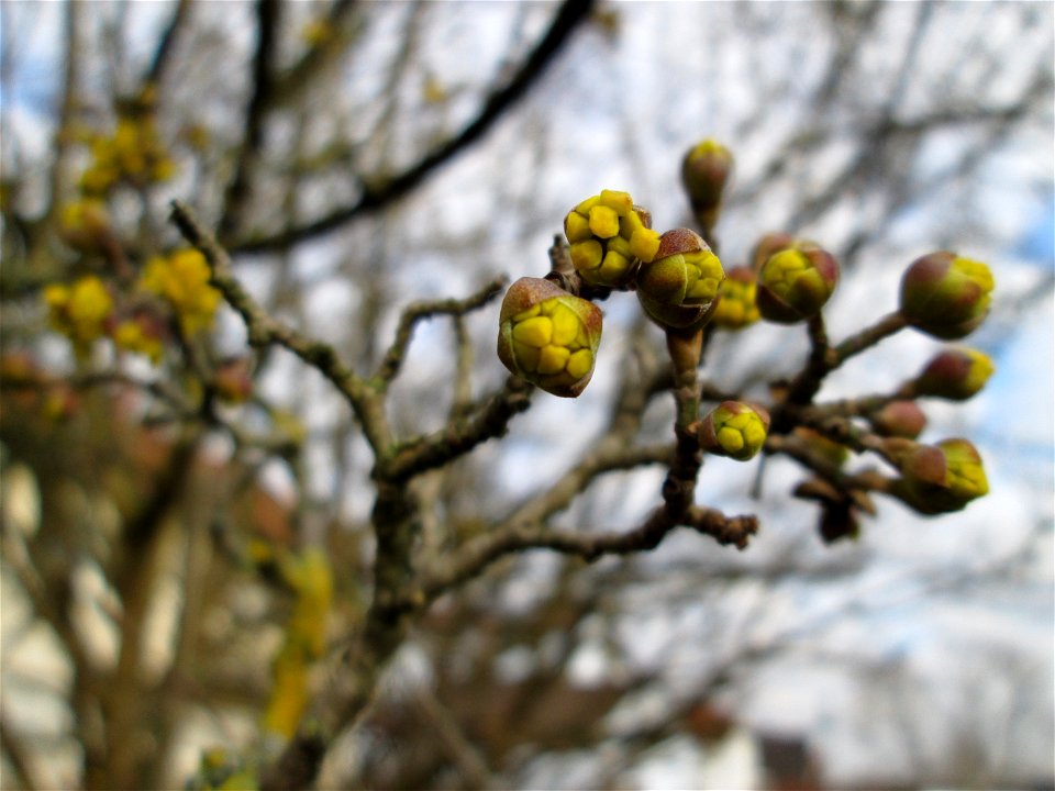 Aufspringende Winterknospen der Kornelkirsche (Cornus mas) an der Berlinallee in Hockenheim