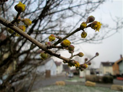 Aufspringende Winterknospen der Kornelkirsche (Cornus mas) an der Berlinallee in Hockenheim