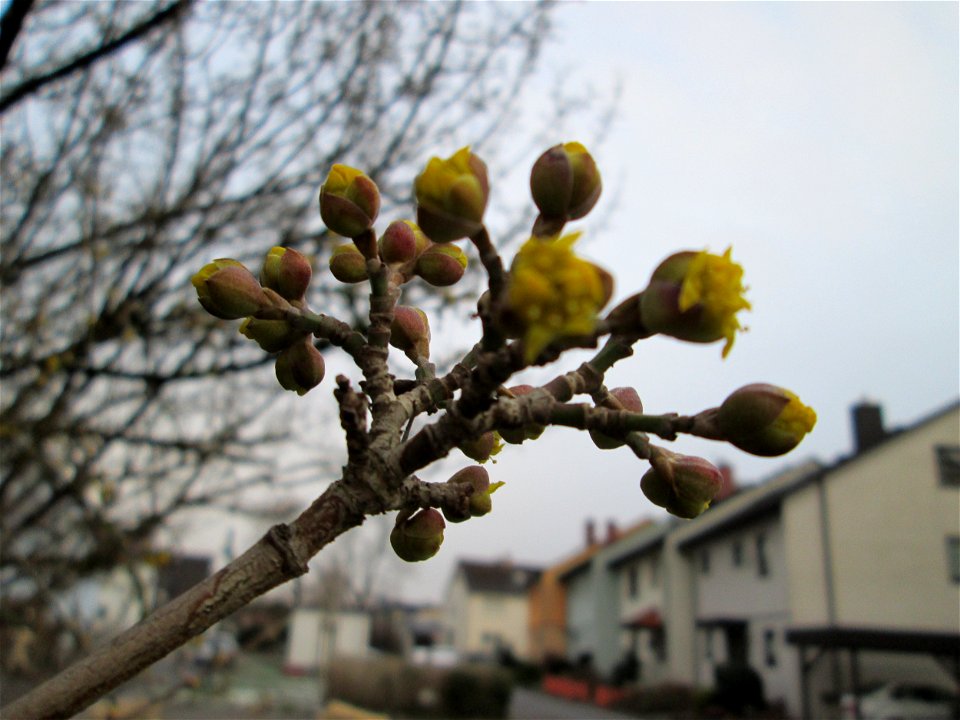 Aufspringende Winterknospen der Kornelkirsche (Cornus mas) an der Berlinallee in Hockenheim