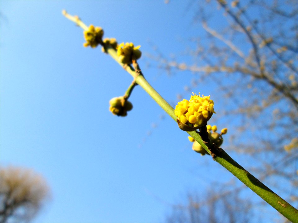 Blühende Kornelkirsche (Cornus mas) am Kraichbach in Hockenheim