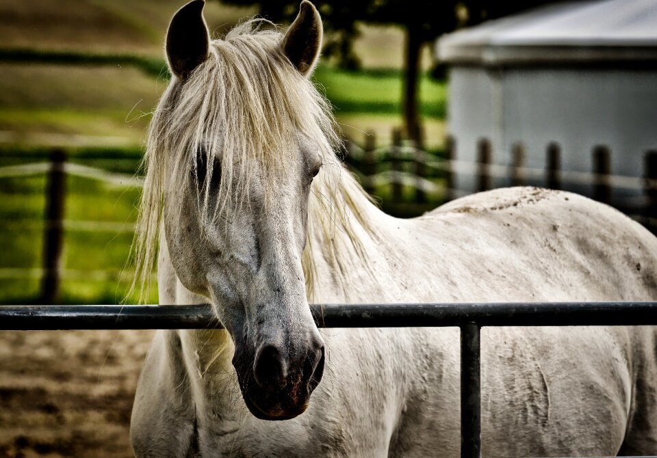 Pasture white animal