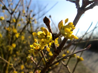 Blühende Kornelkirsche (Cornus mas) in Hockenheim