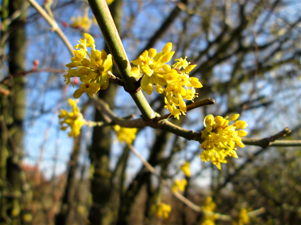 Blühende Kornelkirsche (Cornus mas) in Hockenheim