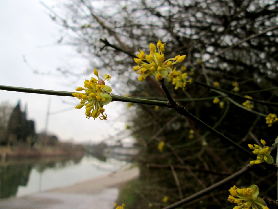Kornelkirsche (Cornus mas) an der Saar in Sankt Arnual