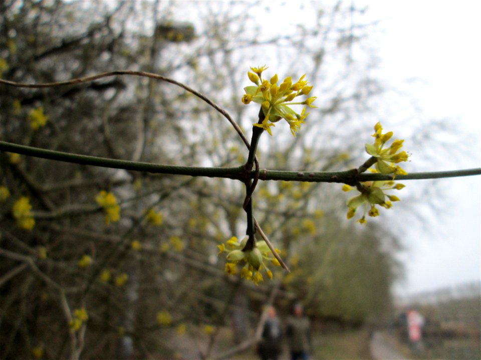 Kornelkirsche (Cornus mas) an der Saar in Sankt Arnual