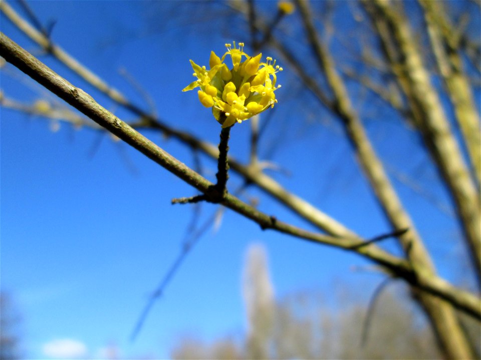 Kornelkirsche (Cornus mas) im Naturschutzgebiet „St. Arnualer Wiesen“