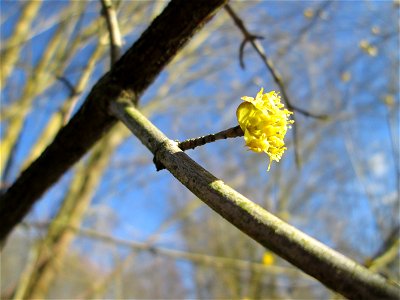 Kornelkirsche (Cornus mas) im Naturschutzgebiet „St. Arnualer Wiesen“