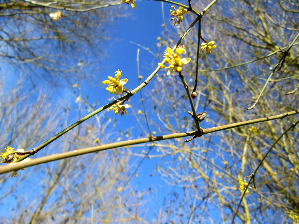 Kornelkirsche (Cornus mas) im Naturschutzgebiet „St. Arnualer Wiesen“