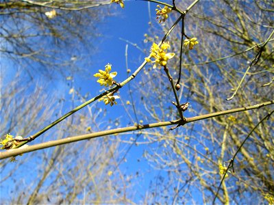 Kornelkirsche (Cornus mas) im Naturschutzgebiet „St. Arnualer Wiesen“