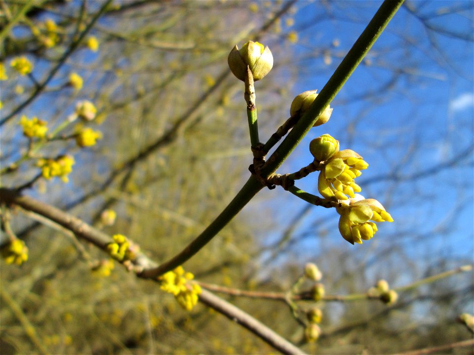 Kornelkirsche (Cornus mas) im Naturschutzgebiet „St. Arnualer Wiesen“
